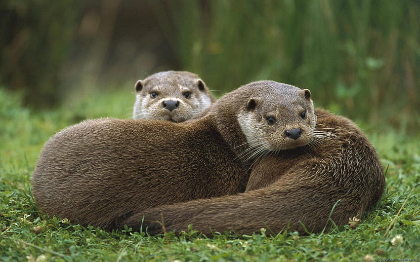 Otter, nutria HD-Hintergrundbild