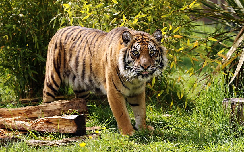 Amur tiger, predator, tigers, wildlife, young, young tiger animal HD wallpaper