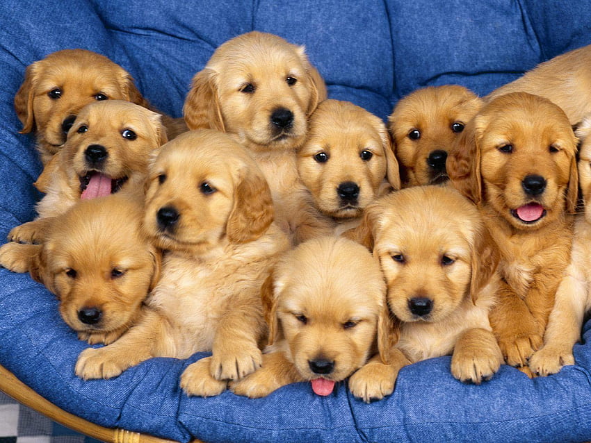 desktop-wallpaper-cute-puppies-dogies-du