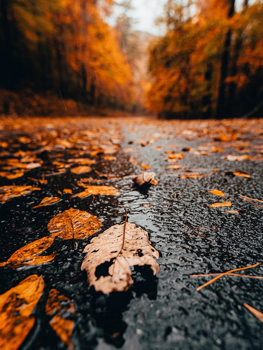 地面に茶色の乾燥した葉 – テネシー州 HD電話の壁紙