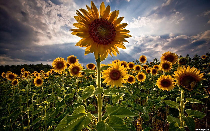 Blumen Sonnenblumen und Hintergründe, Helianthus Annuus HD-Hintergrundbild