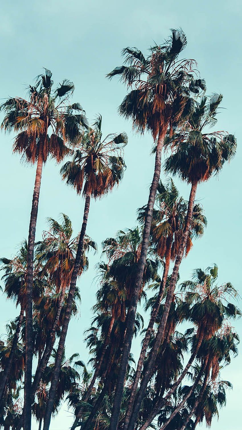 20 Tropical Iphone Palm Trees Hd Phone Wallpaper Pxfuel