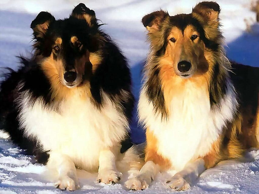 Lassie 1994 Hd Wallpaper Pxfuel