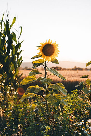 167200 Sunflower Leaves Stock Photos Pictures  RoyaltyFree Images   iStock  Sunflower leaves isolated