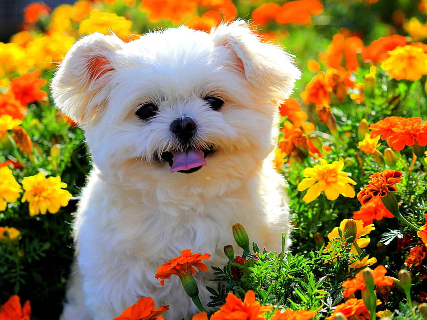 White and furry puppy between orange flowers, spring easter puppies HD wallpaper