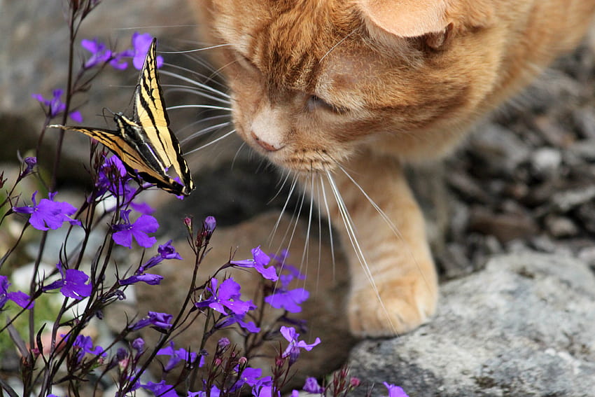 : birtay, flowers, cat, butterfly, garden, JD, swallowtail, lobelia, bluelobelia 4000x2666, cat and butterfly HD wallpaper