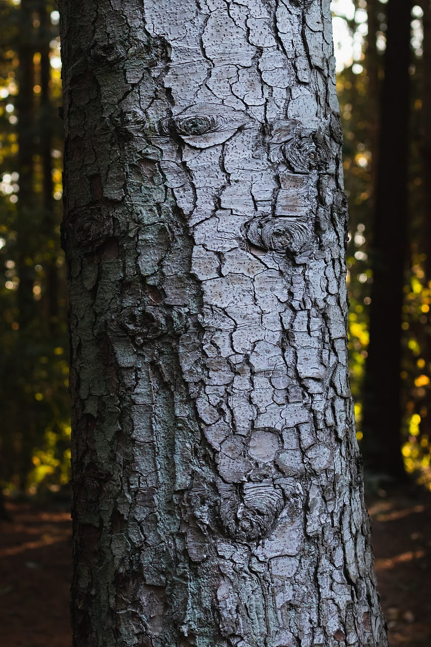 Tree Trunk HD phone wallpaper | Pxfuel