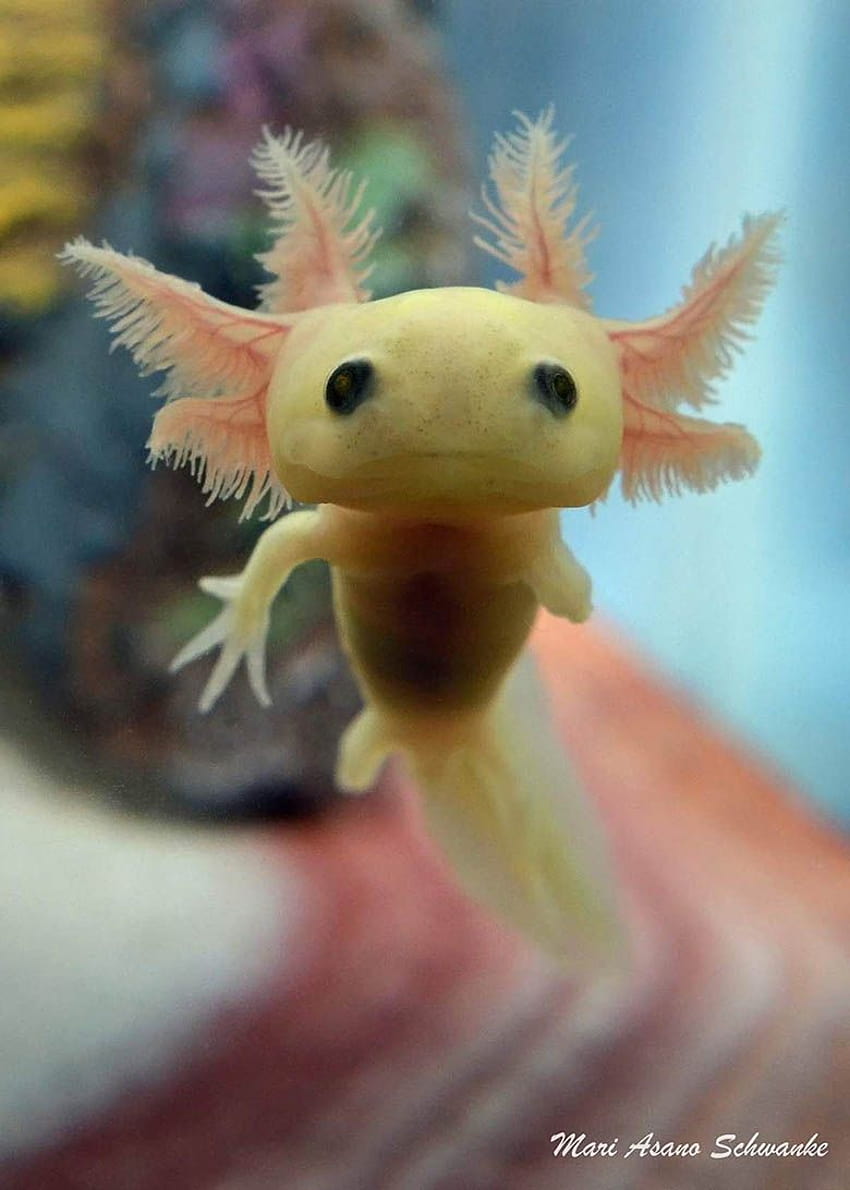6 Axolotls ideas, adorable axolotls HD phone wallpaper