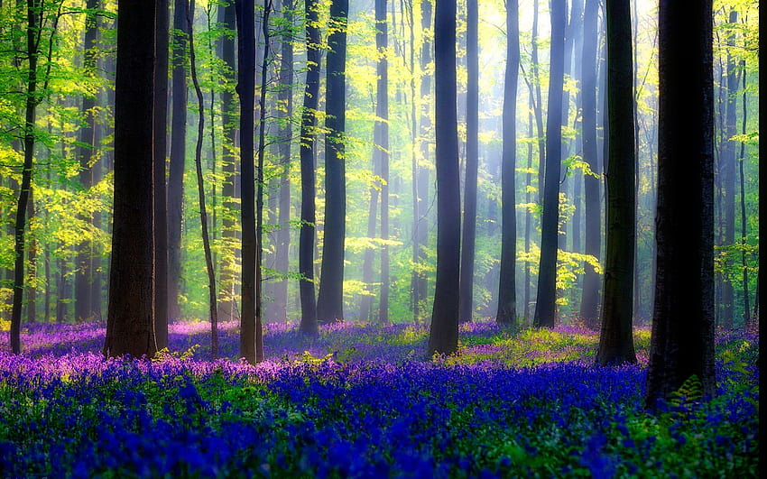 Bosques: hermoso verano hermoso bosque árboles rayos flores resplandor,  hermoso de bosque fondo de pantalla | Pxfuel