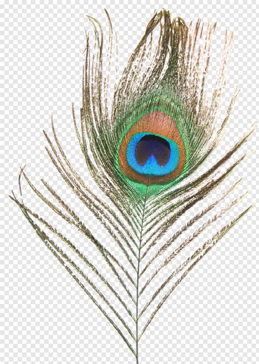 Single Peacock Feathers, mor pankh HD phone wallpaper