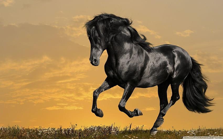Black Horse Running ❤ за Ultra TV, великденски кон HD тапет