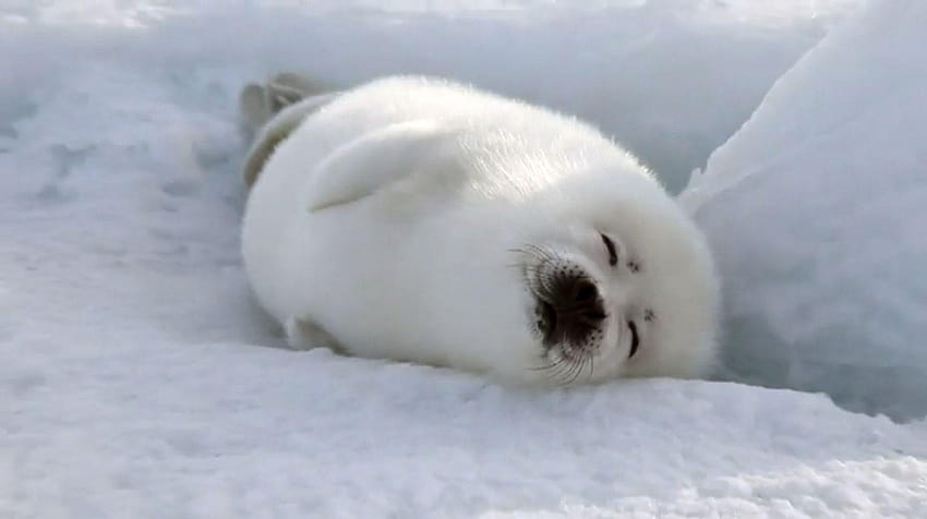 Harp seal, baby seals HD wallpaper