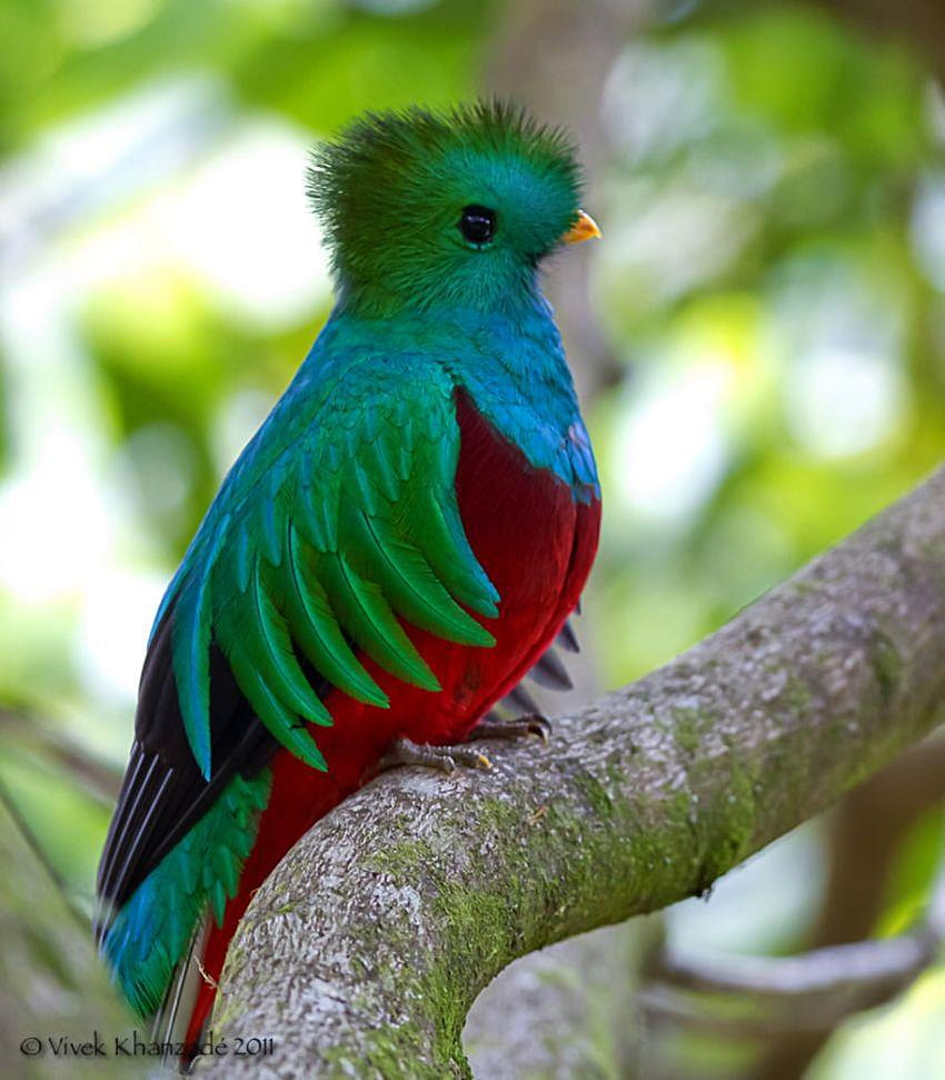 Красива птица Quetzal HD тапет за телефон