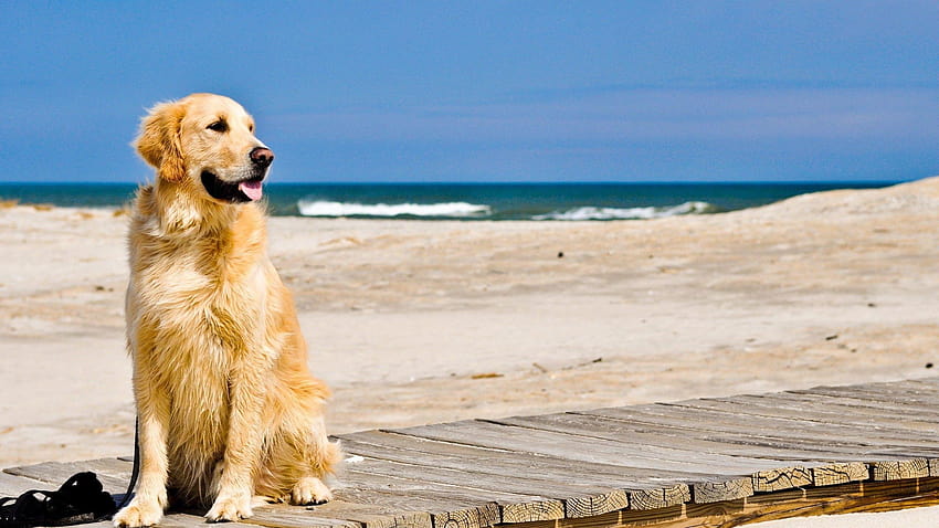 143 Golden Retriever, dogs and owners HD wallpaper