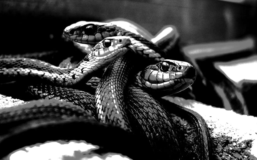 Viper Snake, żmije kobry Tapeta HD