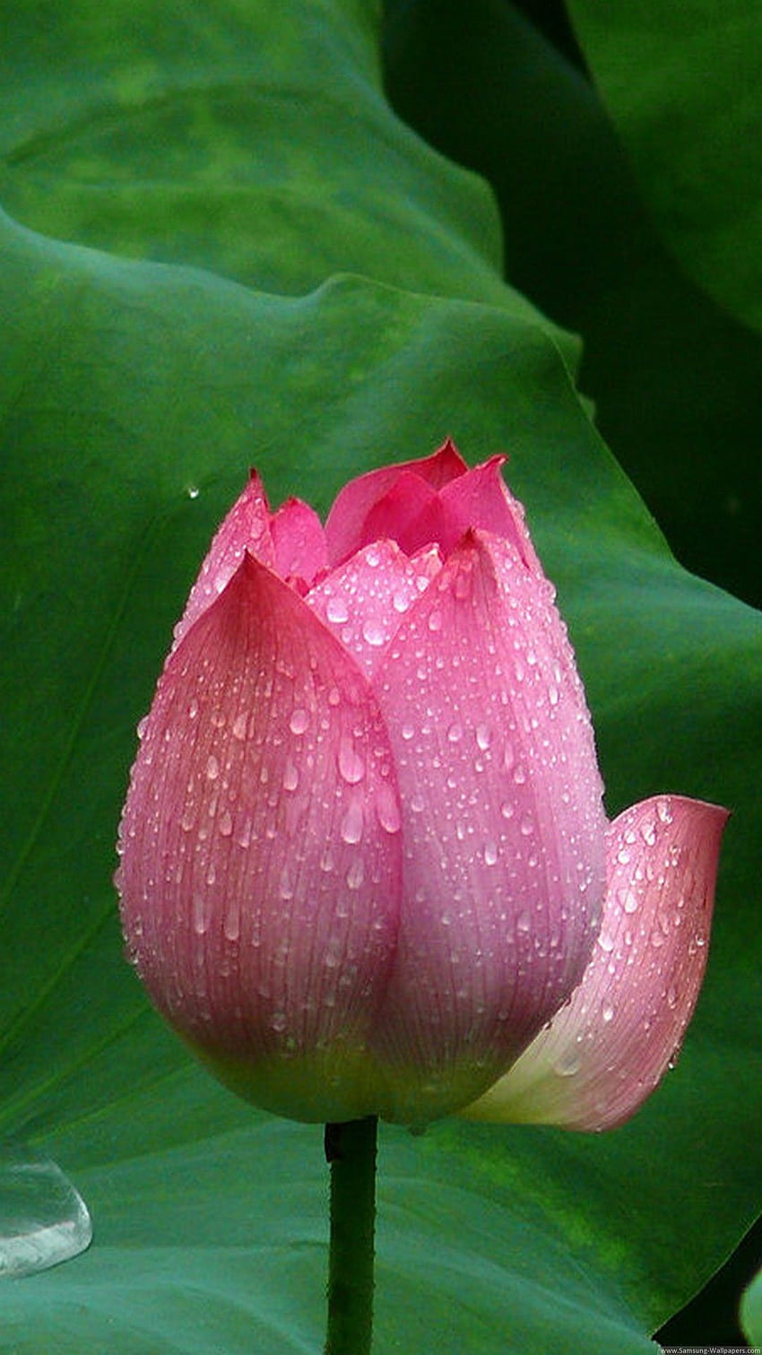 Kwiat Lotosu na GreePX, piękne mobilne kwiaty lotosu Tapeta na telefon HD