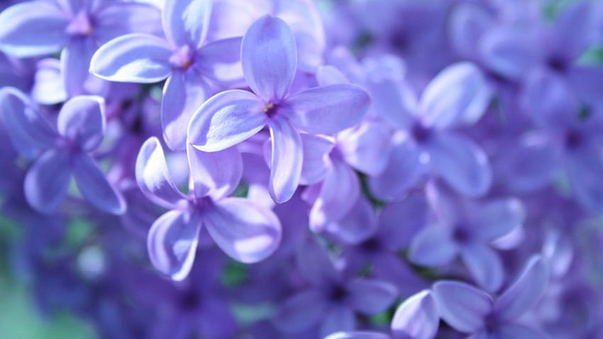 : flowers, purple, blue, lavender, spring, hydrangea, lilac, flower, hyacinth, petal, 1920x1080 px, computer , flowering plant, macro graphy, violet family 1920x1080 HD wallpaper