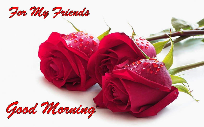 Good Morning Friends Wet Rose... HD wallpaper