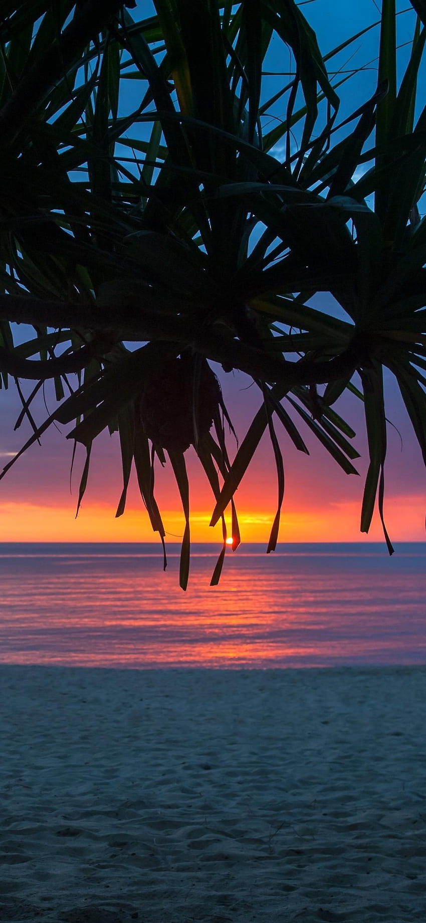 1125x2436 Tree Beach Seashore Summer Iphone XS,Iphone 10, Beach Morning