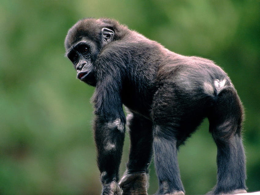 7 Funny Monkey, funny gorilla HD wallpaper