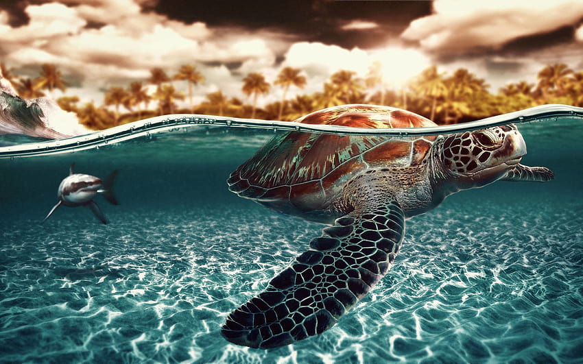  tortugas marinas, tortuga marina linda fondo de pantalla