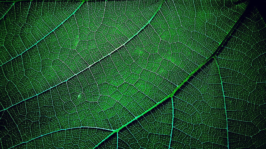 Green leaf macro graphy, texture 1920x1440 , leaf textures HD wallpaper