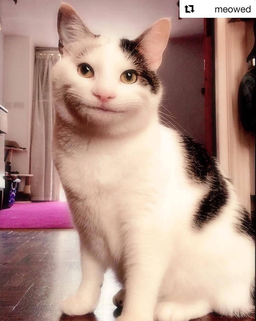 1 идеи за мемове за усмихната котка HD тапет за телефон