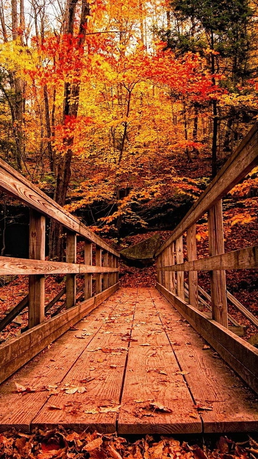 Autumn Backgrounds, vertical autumn HD phone wallpaper