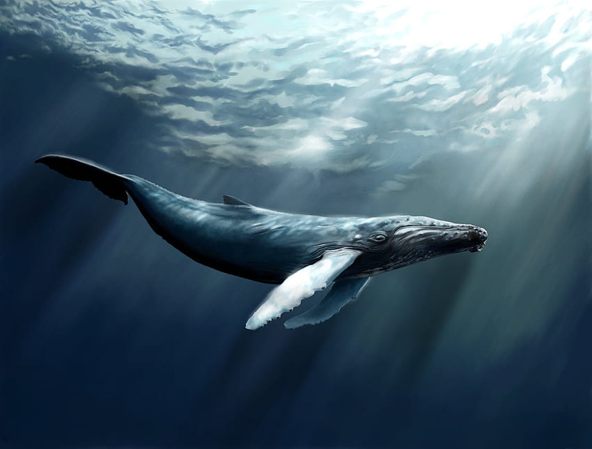 美的クジラ 高画質の壁紙