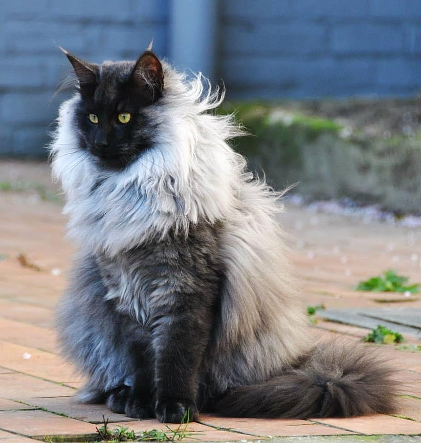 Ръководство за мейн куун, порода черно-бяла норвежка горска котка HD тапет за телефон