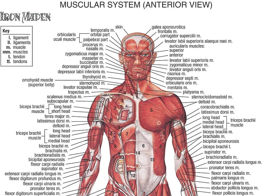 5 Anatomy, muscle anatomy HD wallpaper