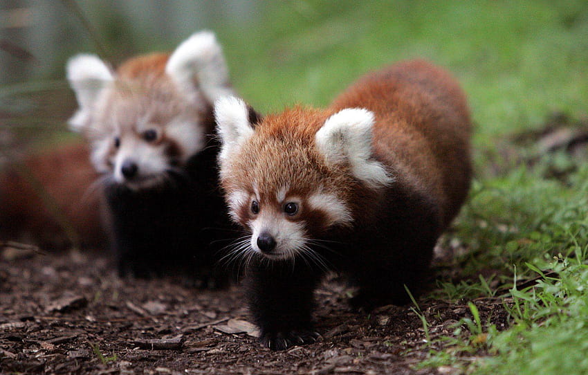 Baby Red Panda, red pandas HD wallpaper | Pxfuel