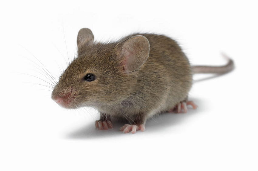Mouse , Animal, HQ Mouse, common mice HD wallpaper