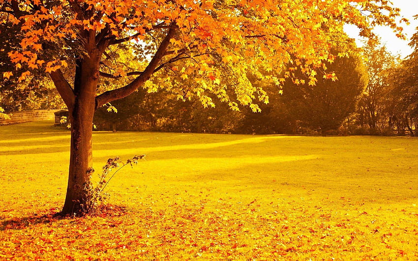 HQ Plus provides different size of Yellow Autumn Trees, yellow tree HD wallpaper