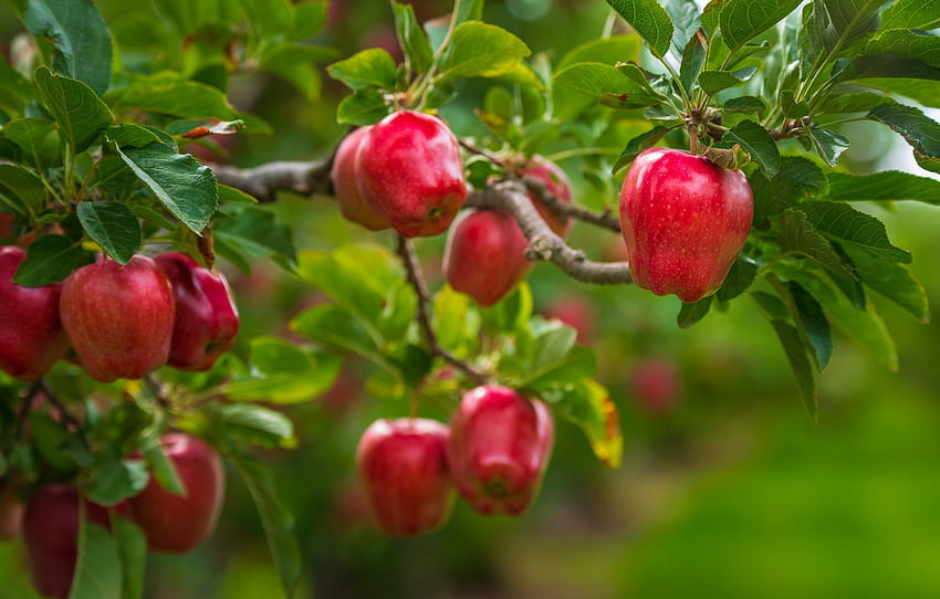 Blätter, Zweige, Baum, Äpfel, Lebensmittel, Garten, Ernte, rot, Obst, grüner Hintergrund, saftig, reif, flüssig , Abschnitt еда, Apfelgarten HD-Hintergrundbild