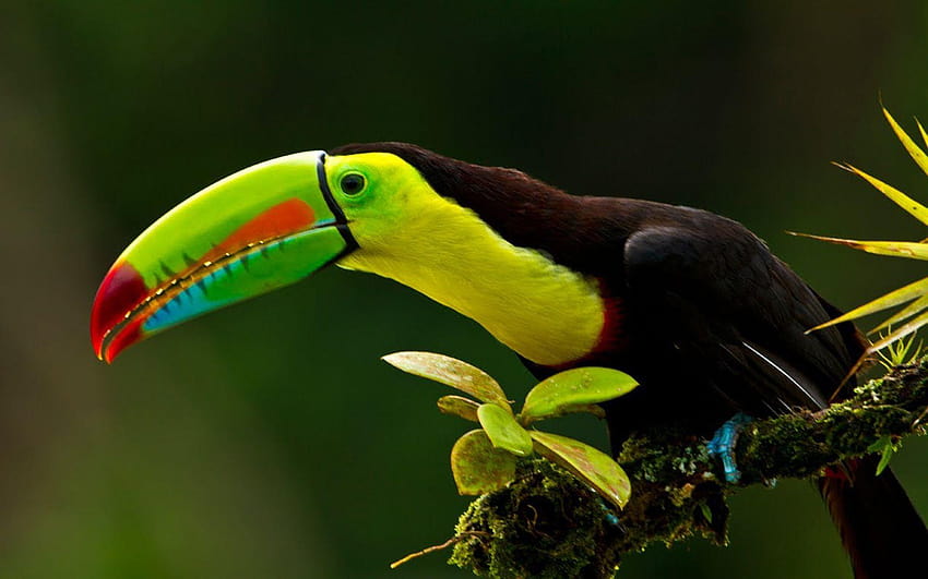 Keel Billed Toucan Known As Sulfur Breasted Toucan Rainbow Is, latin america HD wallpaper