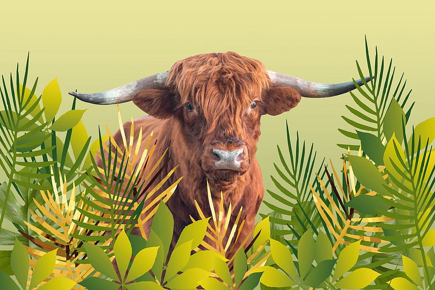 Buy Scottish Highland Cattle Cow HD wallpaper