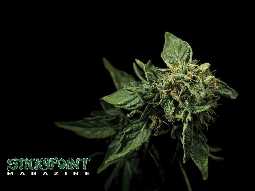 4 Marijuana Bud HD wallpaper