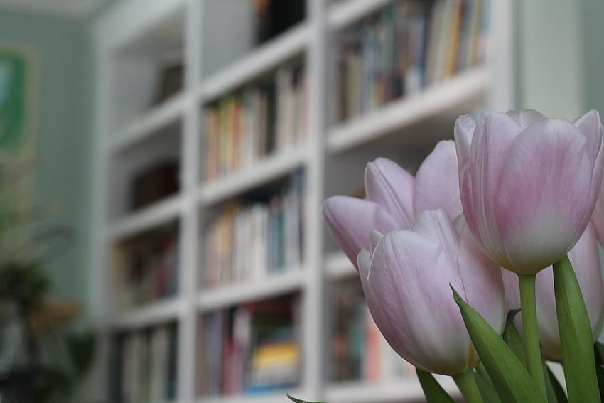 : window, flowers, plants, tulips, books, reading, shelf, pink, shelves, spring, flower, tulip, flora, book, petal, flowering plant, floristry, bookcase 4272x2848, spring and book HD wallpaper