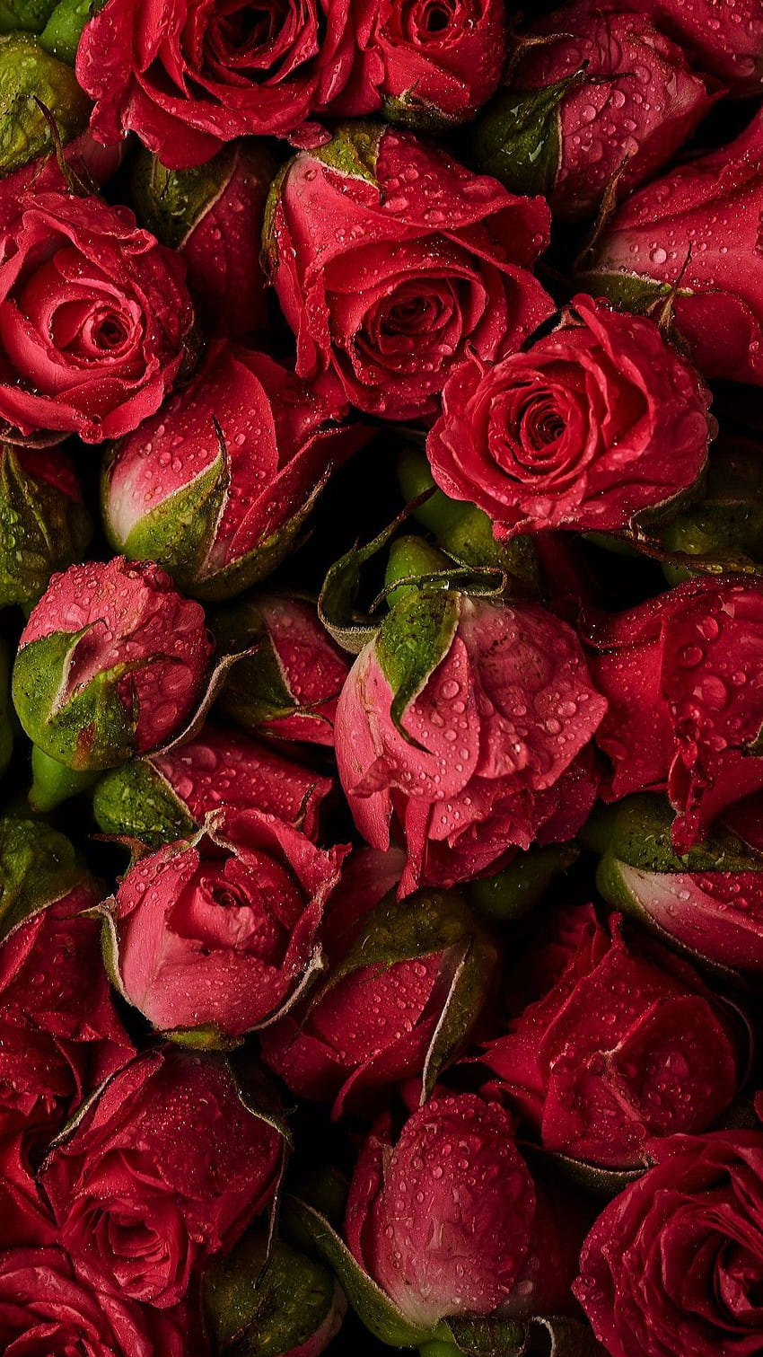 Rote Rosen, rote Rosenblumenblume HD-Handy-Hintergrundbild