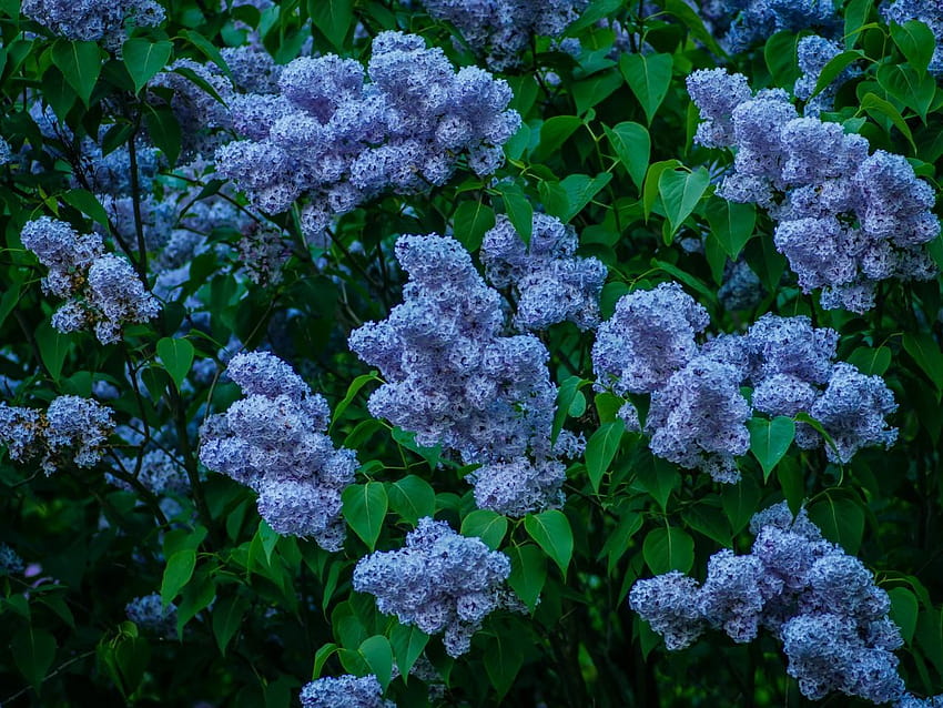 Blue Lilac Bush HD wallpaper