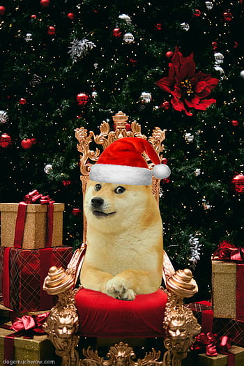 Hãy xem bức ảnh về Christmas Doge để đón xem chú chó dễ thương đón Giáng sinh như thế nào nhé!