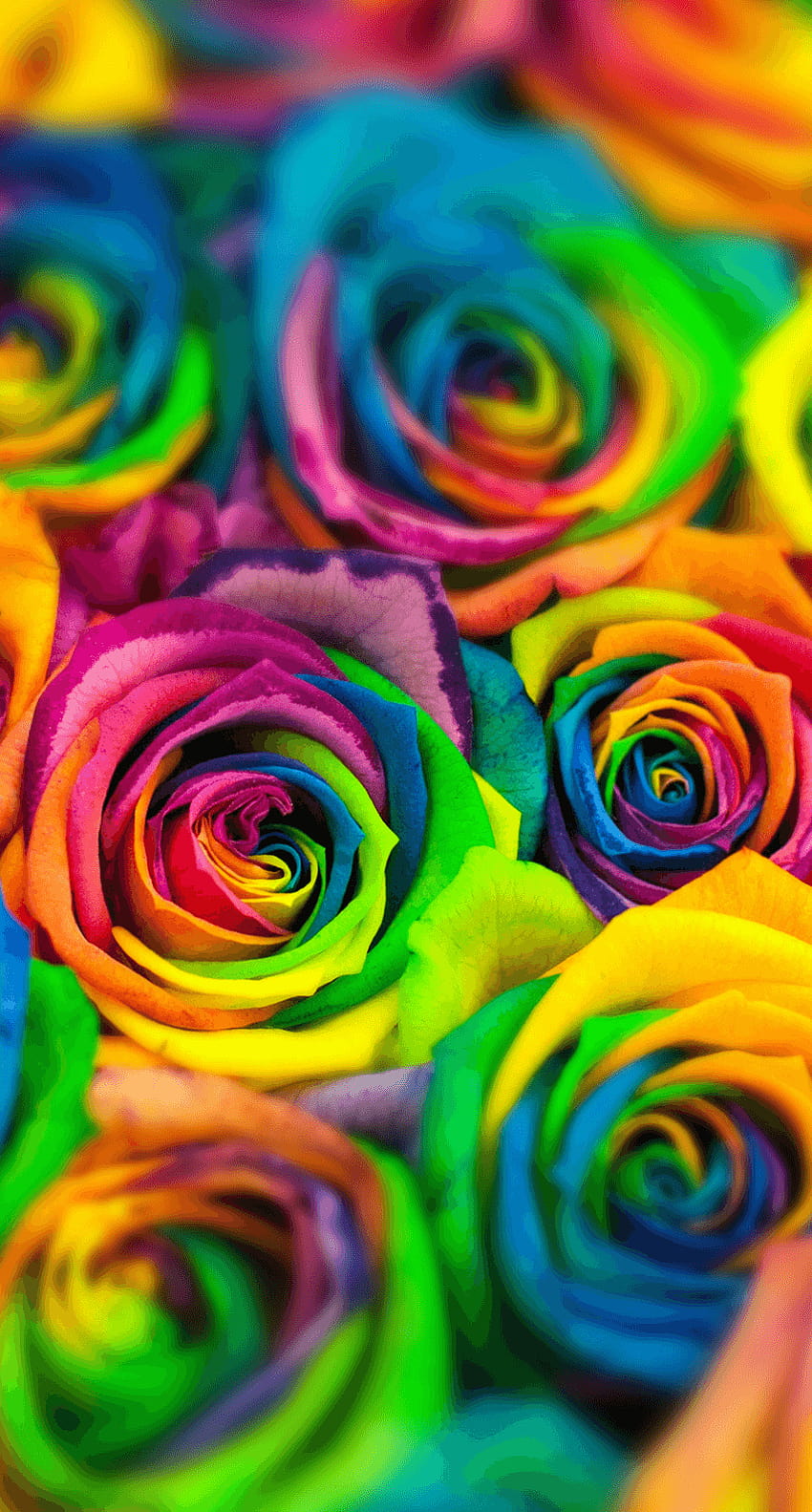Rainbow Roses, close up rainbow HD phone wallpaper | Pxfuel