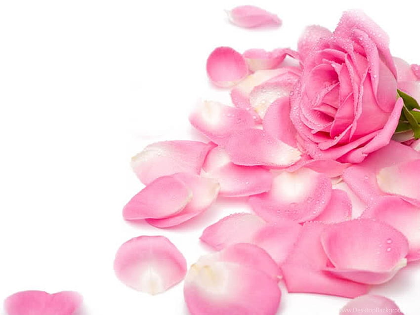 Pink Rose Petals 3.jpg Sfondi, petali di fiori di rosa rosa chiaro Sfondo HD