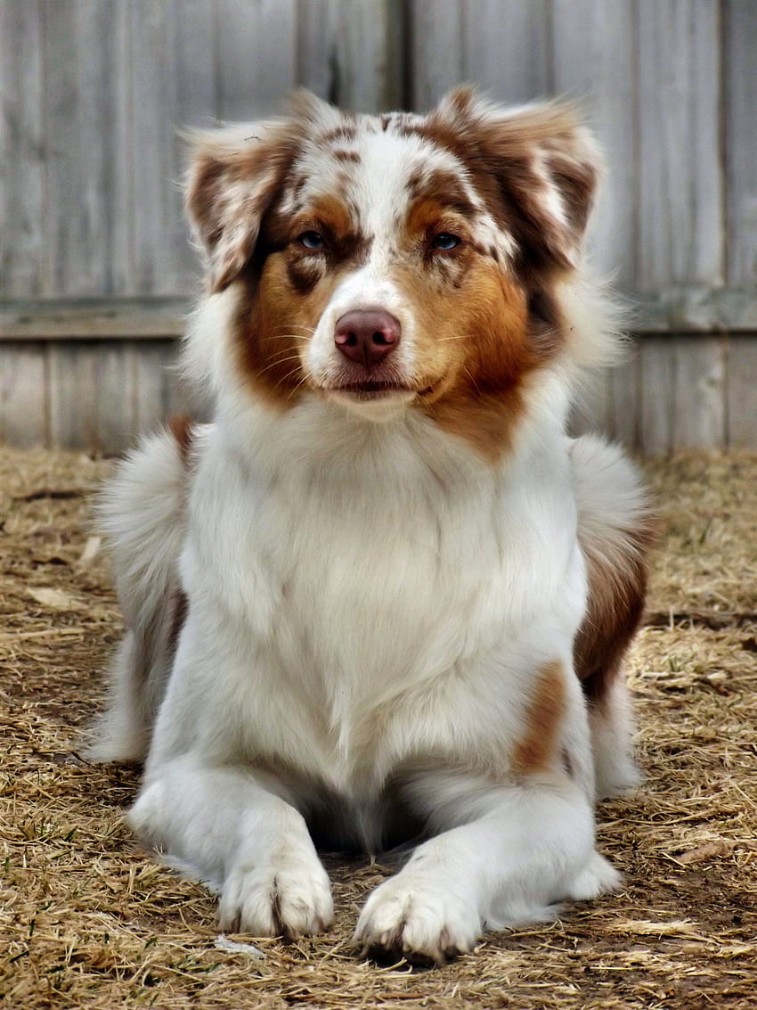 Blue Merle Australian Shepherd Dog, red merle australian shepherd HD phone wallpaper