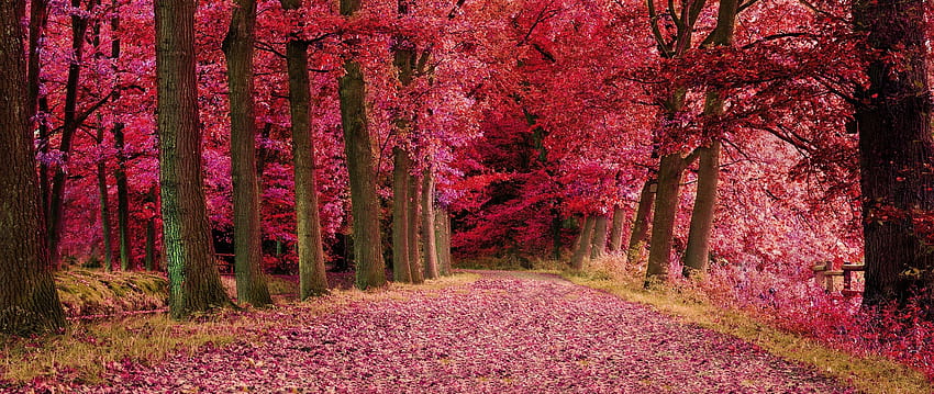 Mùa thu với những chiếc lá rơi đầy lãng mạn trên cây là một trong những hình ảnh đẹp nhất của thiên nhiên. Nếu bạn muốn trải nghiệm cảm giác của mùa thu, hãy xem bức ảnh liên quan để tận hưởng sự tuyệt vời của cảnh quan mùa thu.