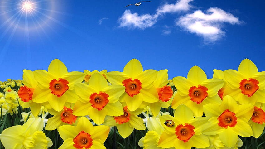Top 10 daffodils for your garden, yellow daffodils flowers spring HD wallpaper