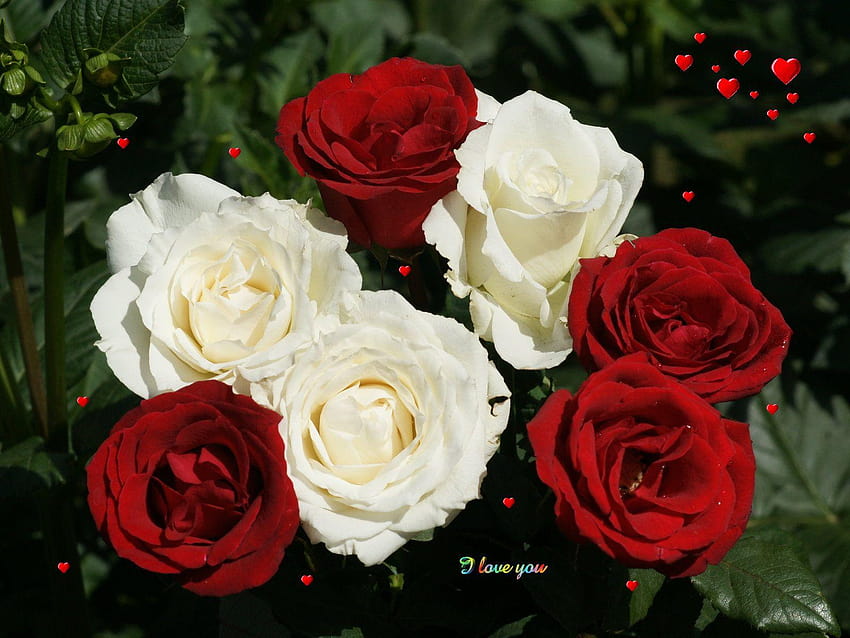 Rose rouge et blanche Fleurs roses blanches, de roses blanches rouges Fond d'écran HD