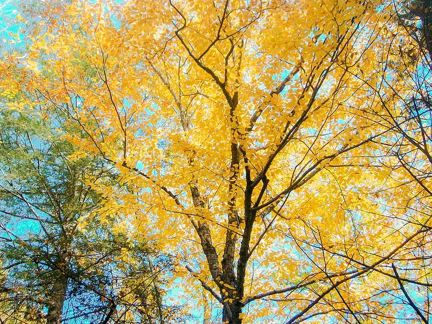 Autumn yellow trees HD wallpaper | Pxfuel