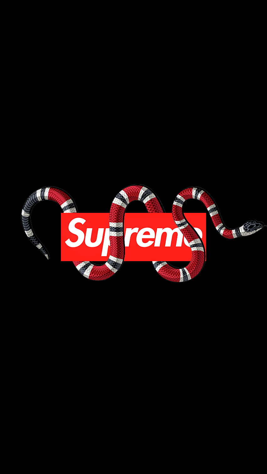 Gucci snake hashtag on Tumblr, supreme and gucci HD phone wallpaper